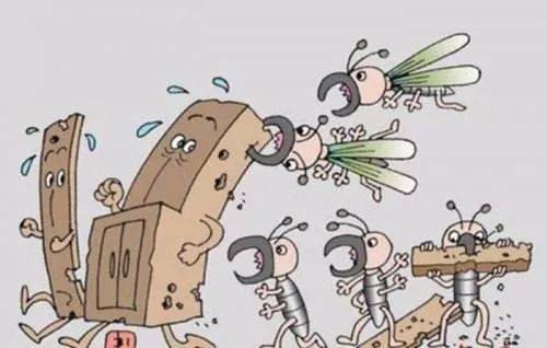 白蚁分飞期又来了！如何灭治看过来