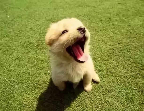 温馨提示：小区文明养犬倡议书！