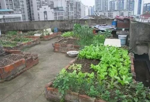 业主楼顶种菜、楼道堆杂物，物业可清理、公安可罚款！