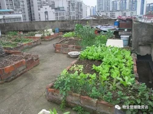 业主楼顶种菜、楼道堆杂物，物业可清理、业委会可起诉、公安可罚款！