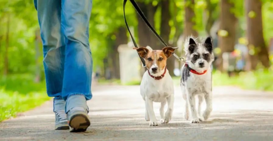 面对小区“狗患”，物业能做什么？职责何在？