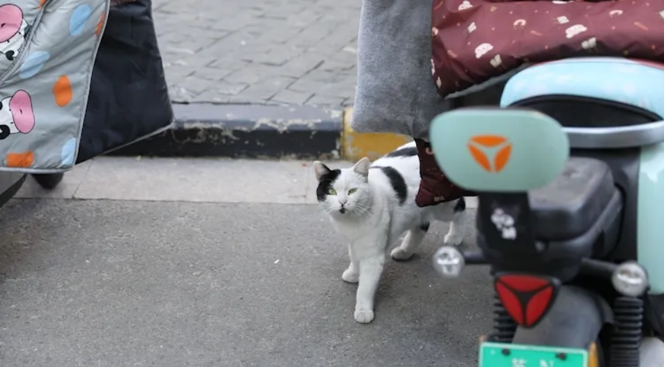 如果在小区内被流浪猫抓伤，物业要承担责任吗？