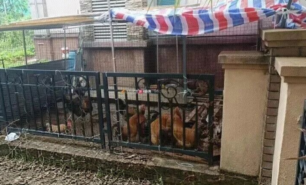 小区内禁止饲养家禽的温馨提示